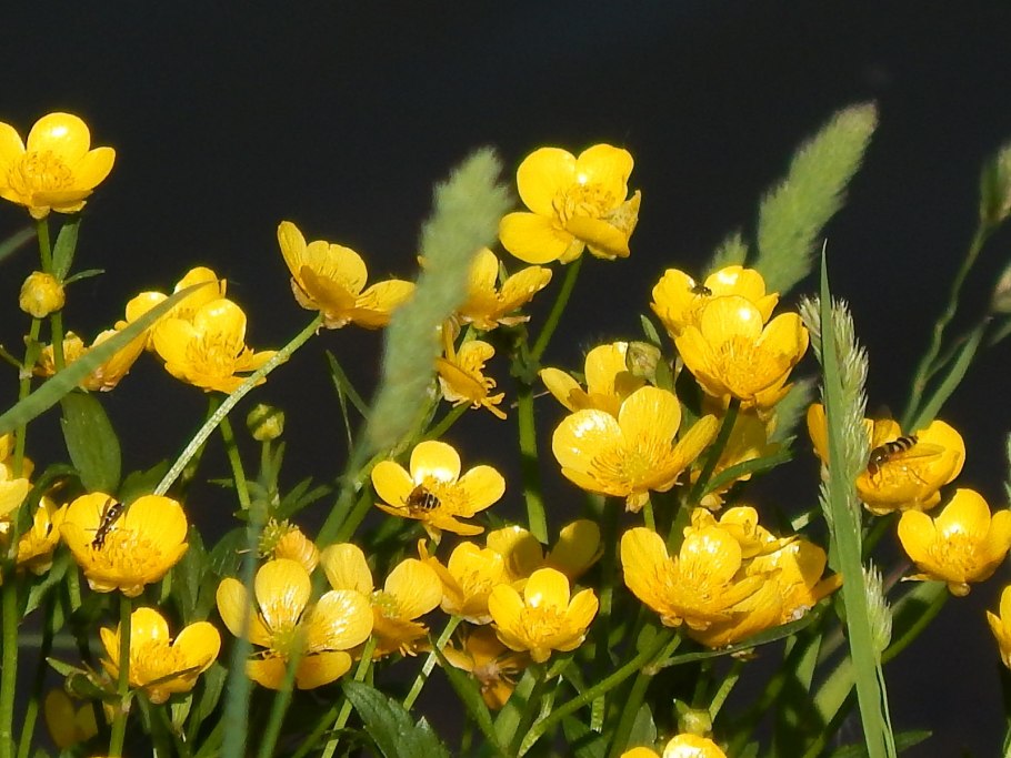 Лютик многолистный (Ranunculus polyphyllus)