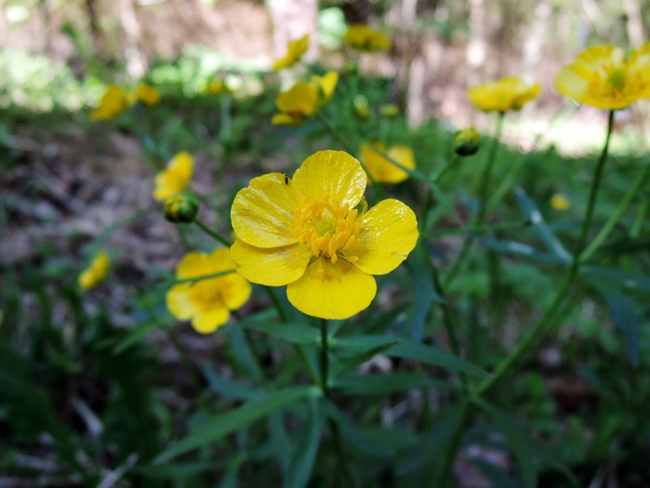 Лютик Луговой медонос