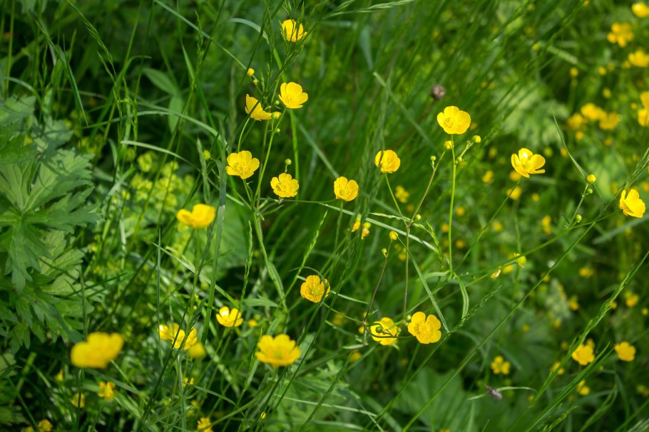 Buschia lateriflora (DC.) Ovcz.