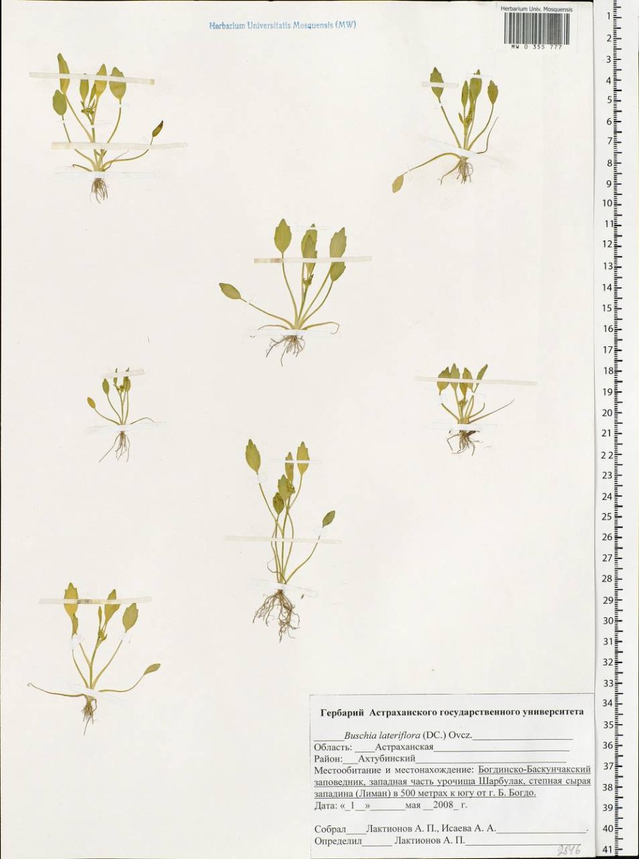 Лютик Луговой махровый