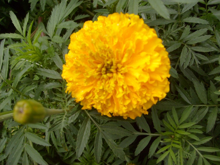 Бархатцы Кармен