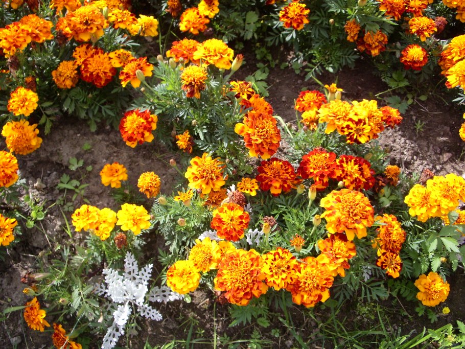 Бархатцы мексиканский эстрагон