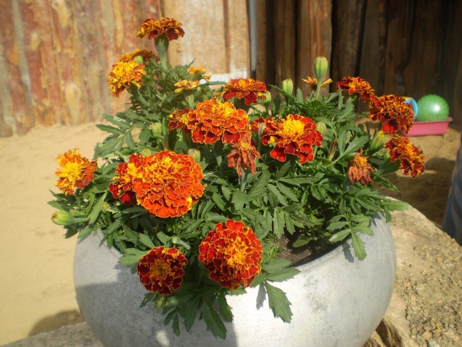 Примула Гектор Тагетес оранж