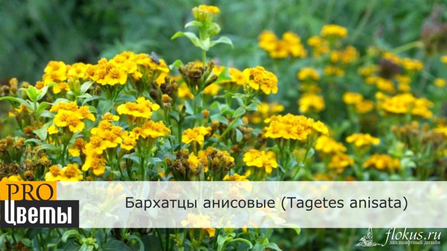 Тагетес Люсида