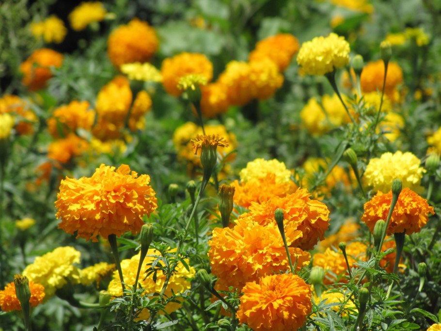 Marigold бархатцы