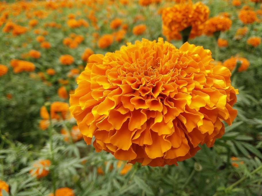 Бархатцы Королева София