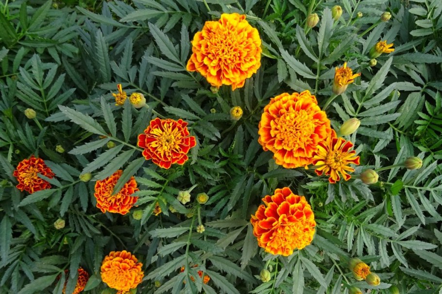 Бархатцы Леммона Tagetes lemmonii