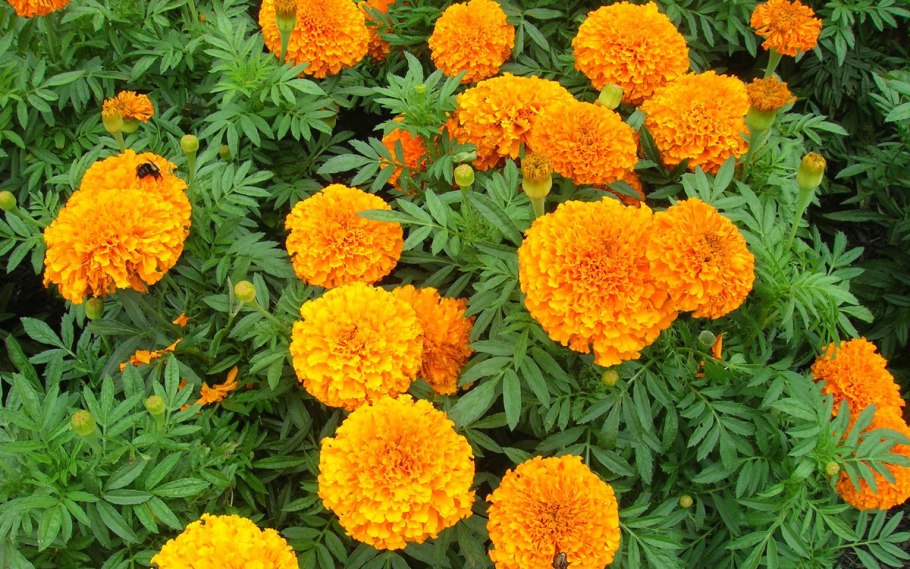 Бархатцы Джолли Джестер