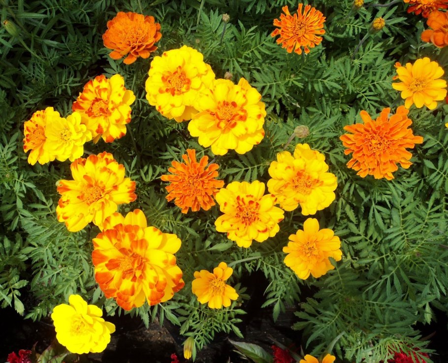 Бархатцы Тагетес Мэриголд