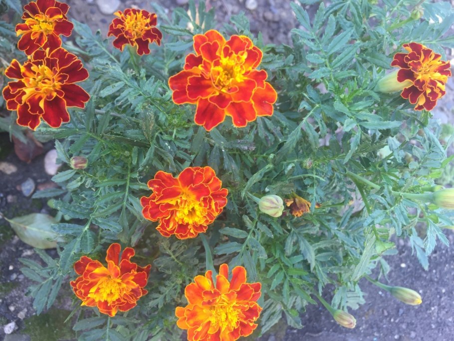 Мексиканский эстрагон, бархатцы лучистые Tagetes lucida