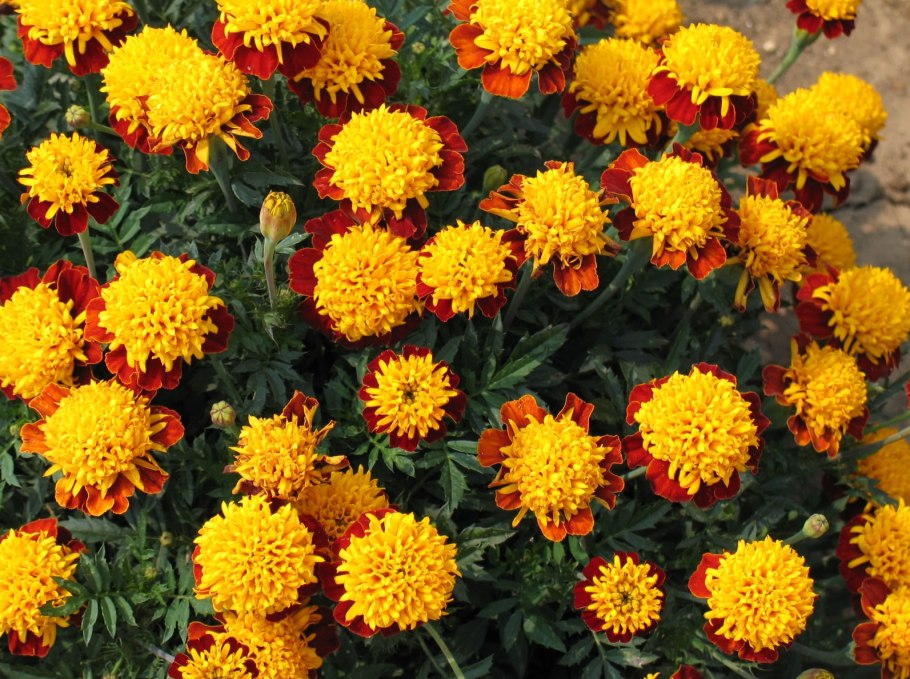 Бархатцы Королева София