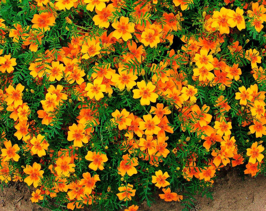 Бархатцы отклоненные Голди