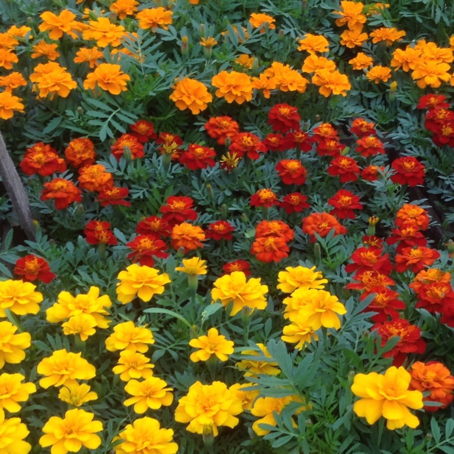 Бархатцы отклоненные дюранго микс