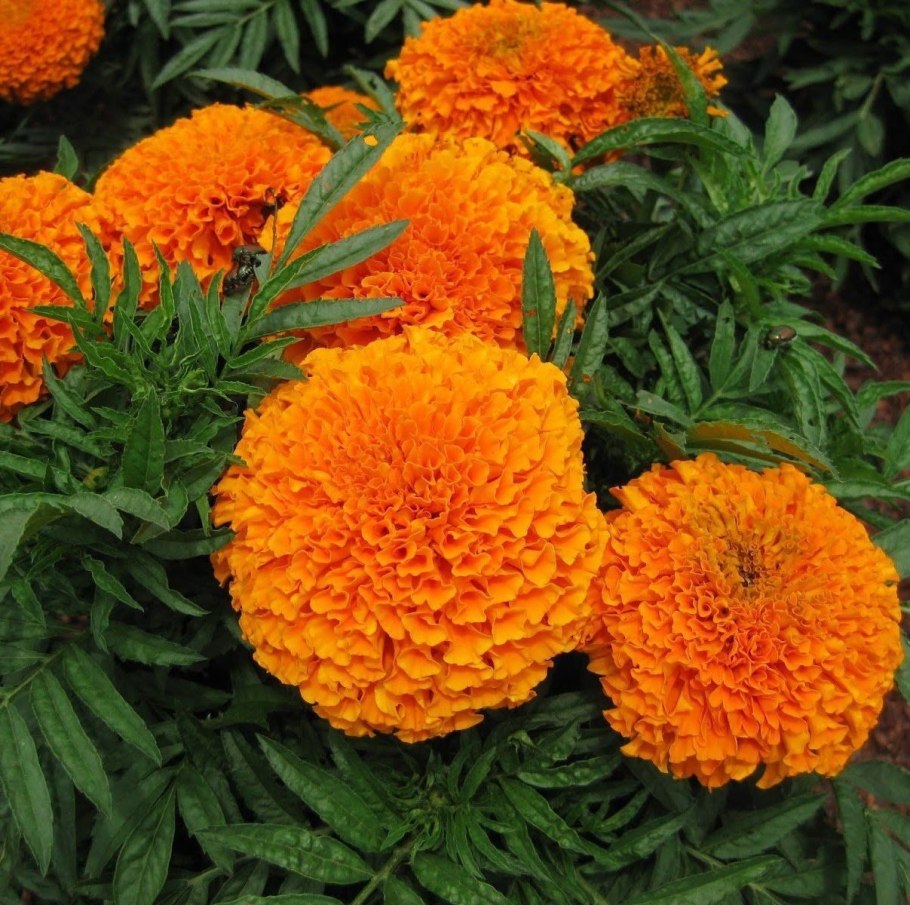 Агривер Фреш