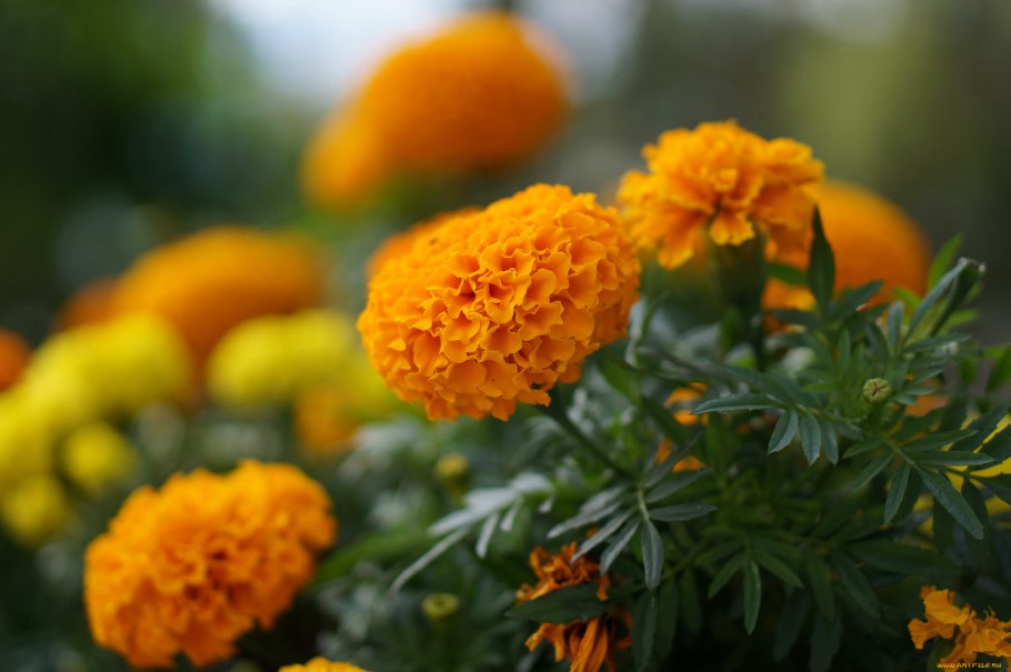 Бархатцы мексиканский эстрагон