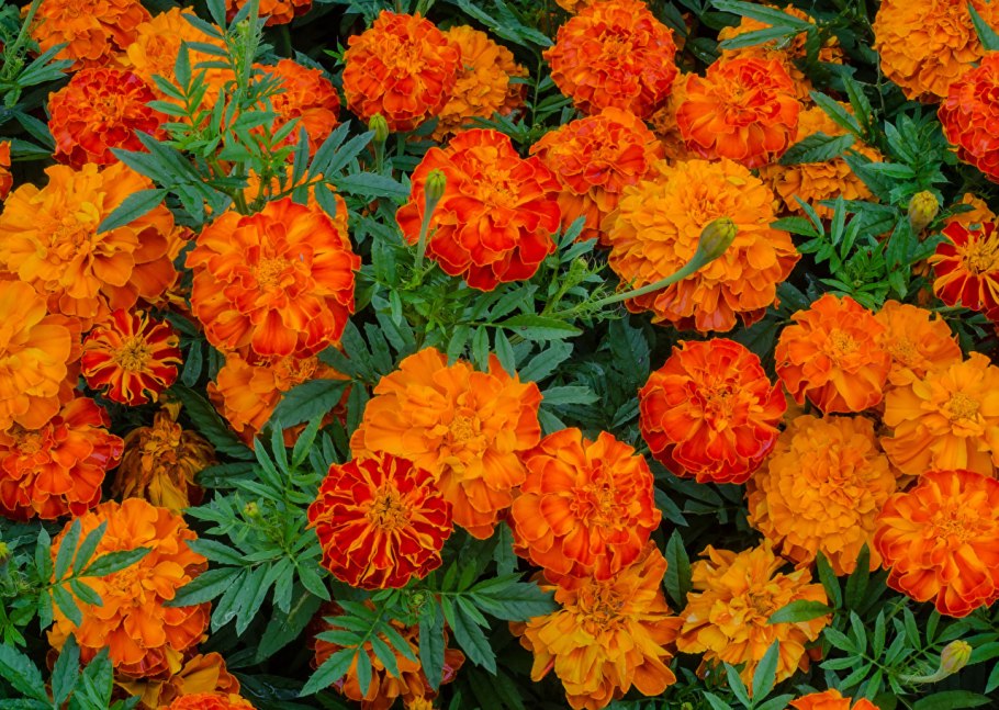 Бархатцы мексиканский эстрагон