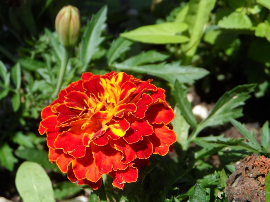 Бархатцы тонколистные Старфайер