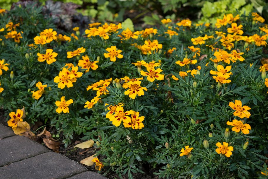 Бархатцы Портос