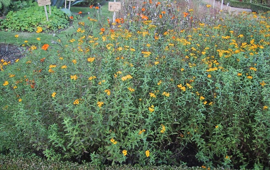 Бархатцы Гавайи