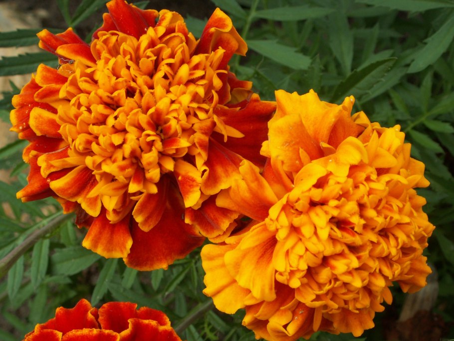 Бархатцы Янтарный Рубин