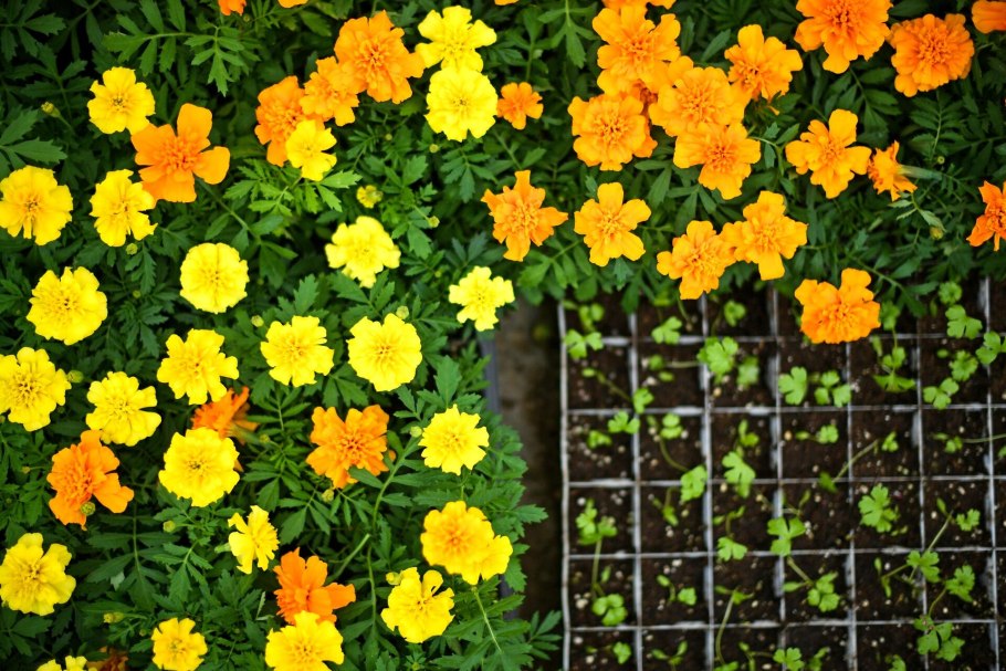 Бархатцы отклоненные рассада