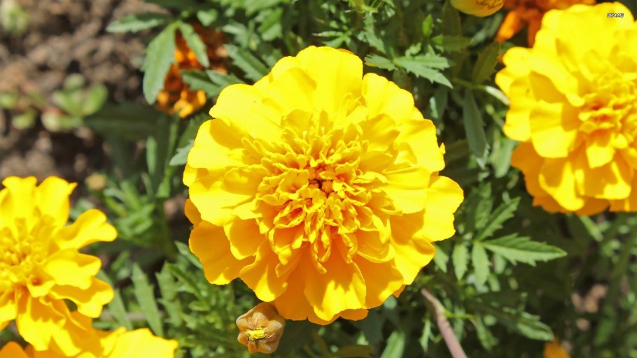 Бархатцы пря-мостоячие tagétes erecta янтарь