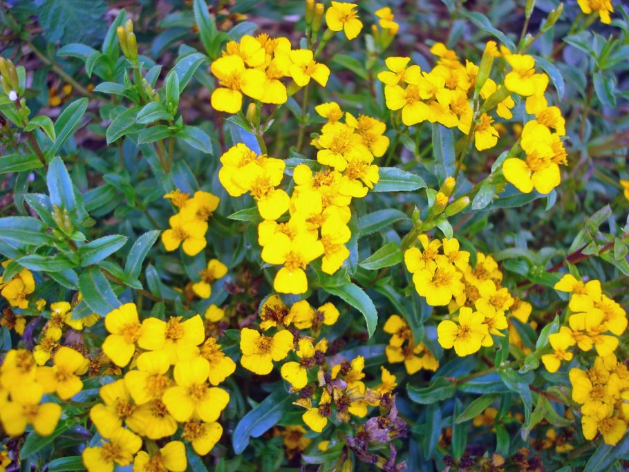 Бархатцы оранж фламе