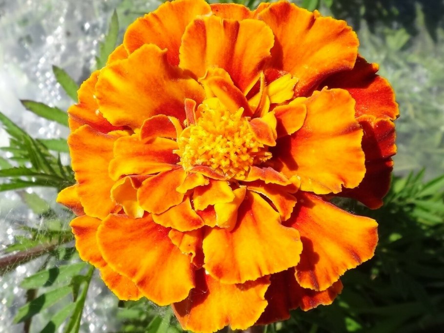 Родина бархатцев