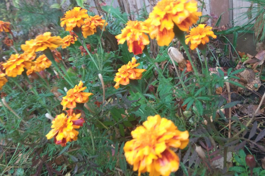 Бархатцы мексиканский эстрагон