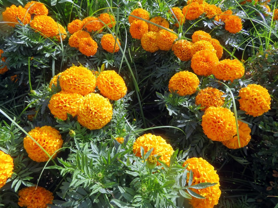 Бархатцы тонколистные фото цветов на клумбе