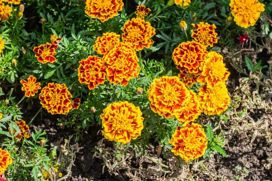 Бархатцы Тагетес Мэриголд