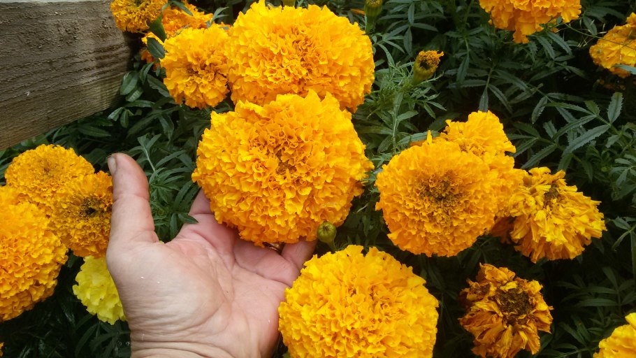 Бархатцы прямостоячие Тайшан оранж