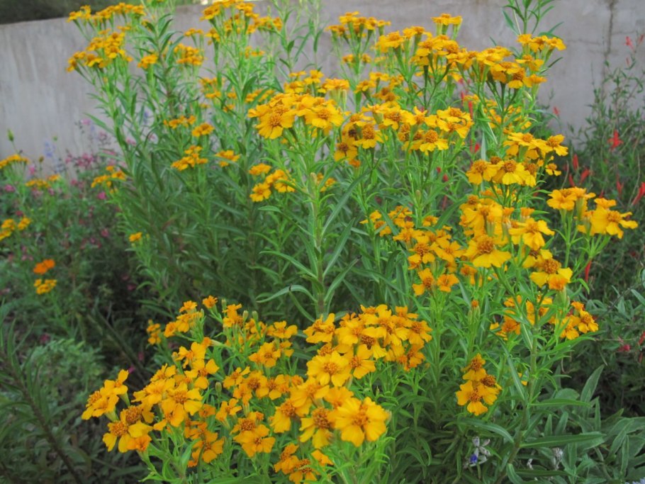 Бархатцы Меригольд