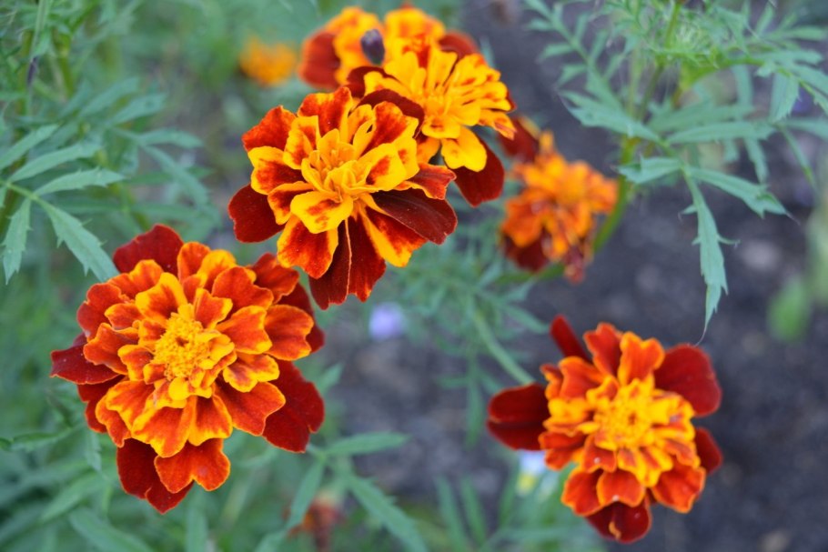 Тагетес тонколистный