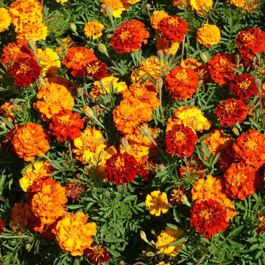 Бархатцы Marigold ногти