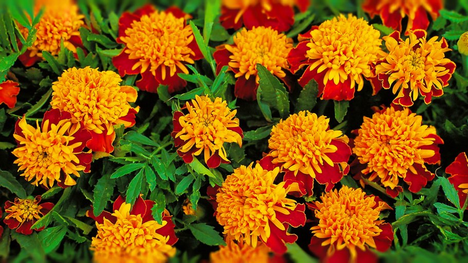 Бархатцы (Тагетес отклоненный) «Бонанза