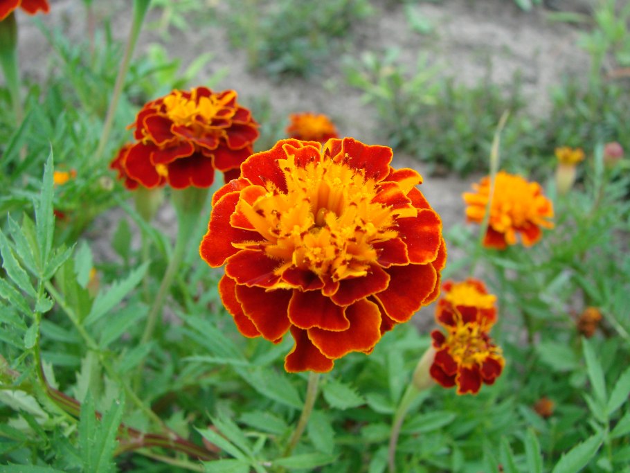 Тагетес мелкоцветковый е6
