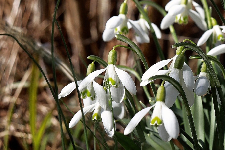 Галантус складчатый