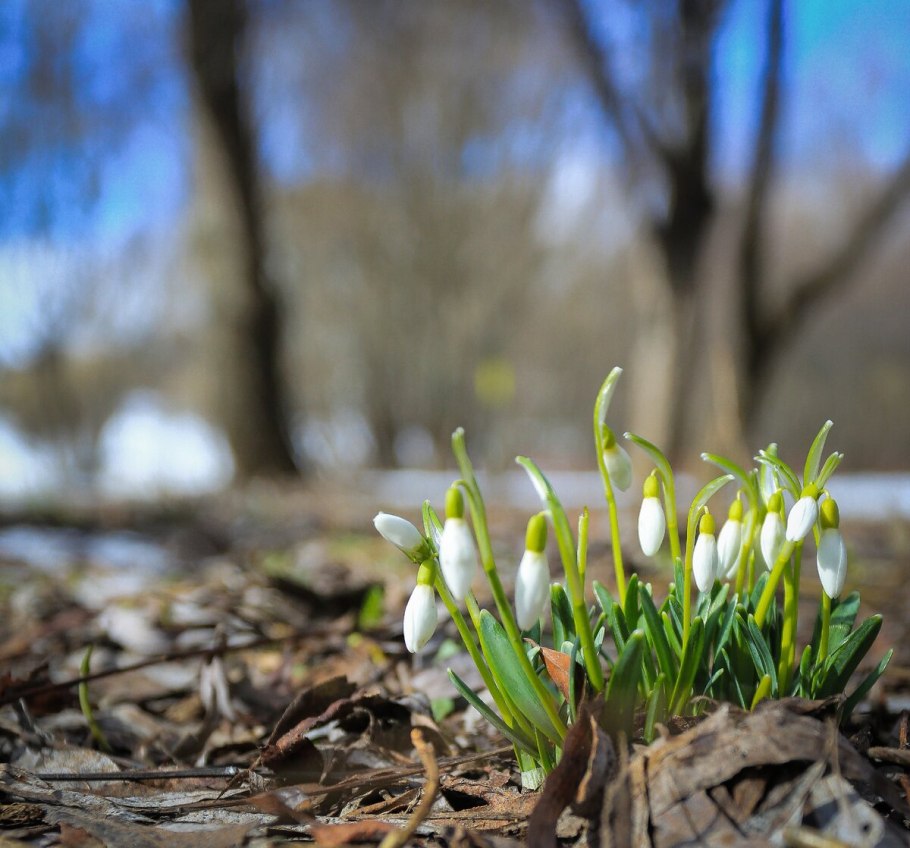 Фиалка Подснежник