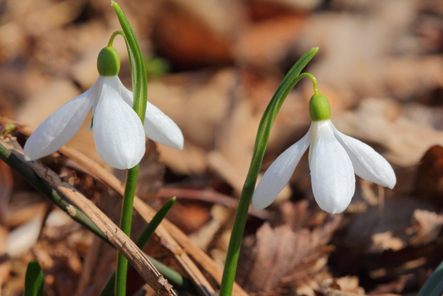 Подснежники в Битцевском лесу