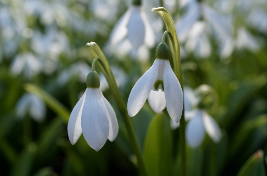 Севастополь подснежники на клумбе