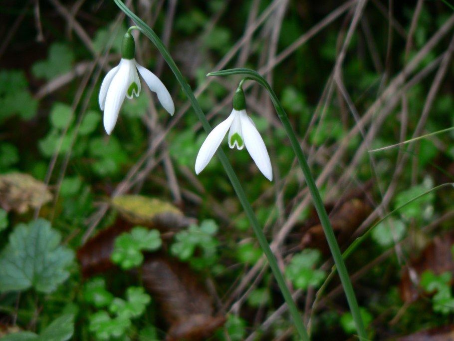 Galanthus Reginae-olgae