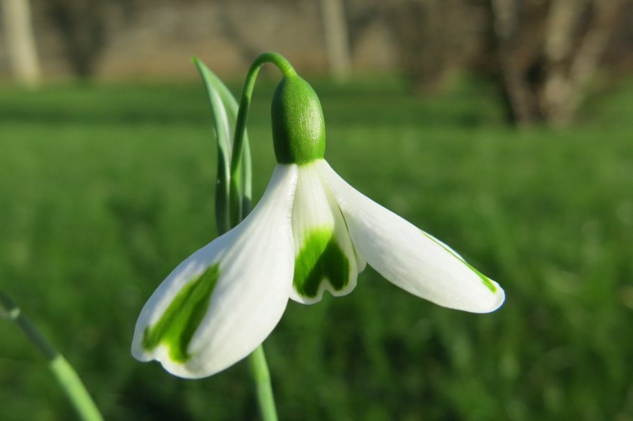 Подснежник ризейский