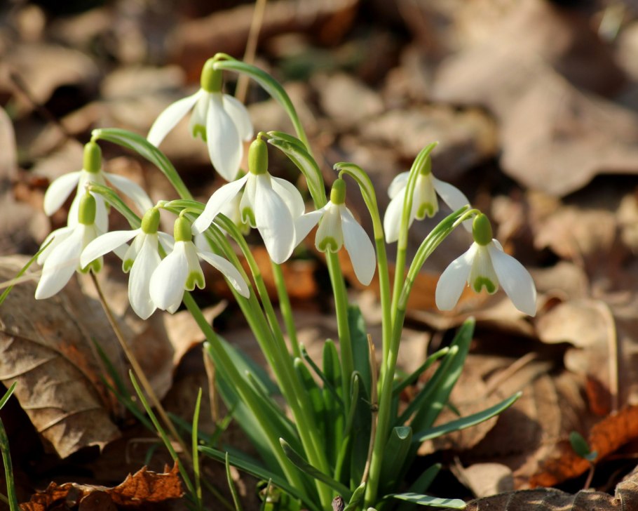 Подснежник Лагодехский фото