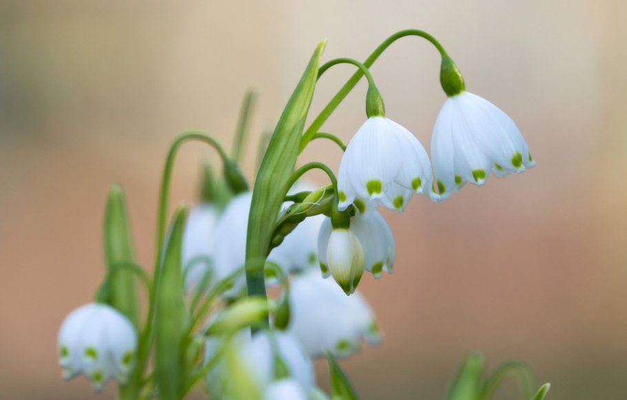 Галантус Вариегата