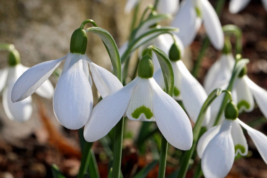 Galanthus plicatus