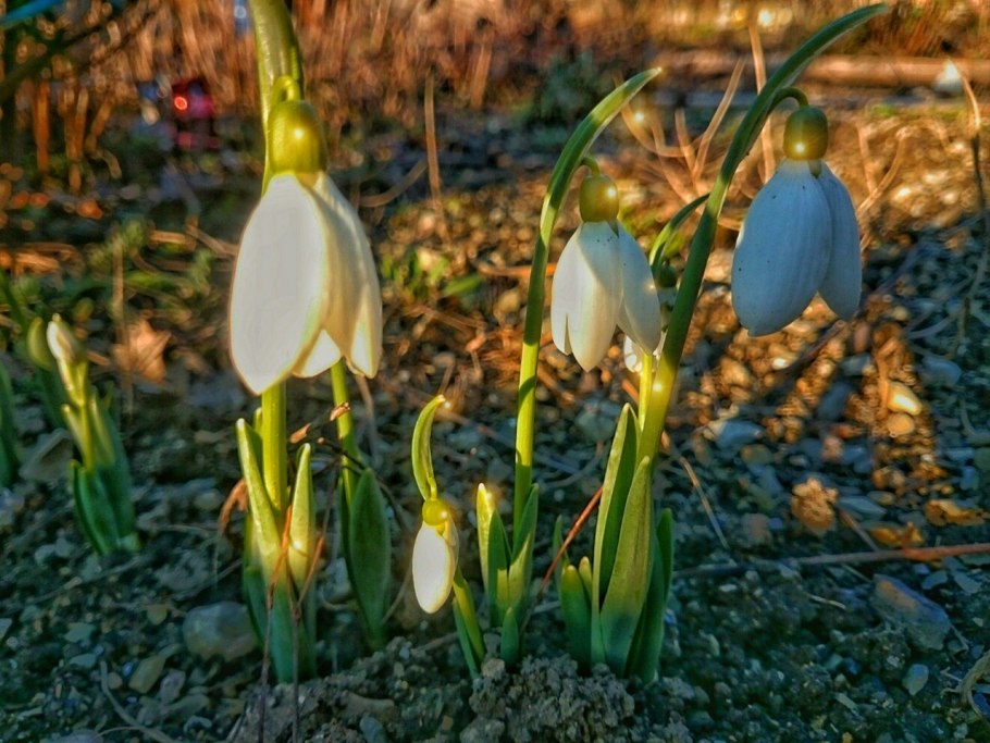 Подснежники Королев