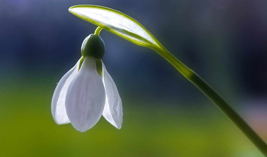 Подснежники Макросъемка