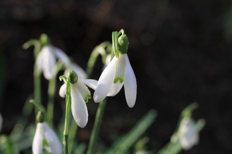Ветреница Дубравная Подснежник