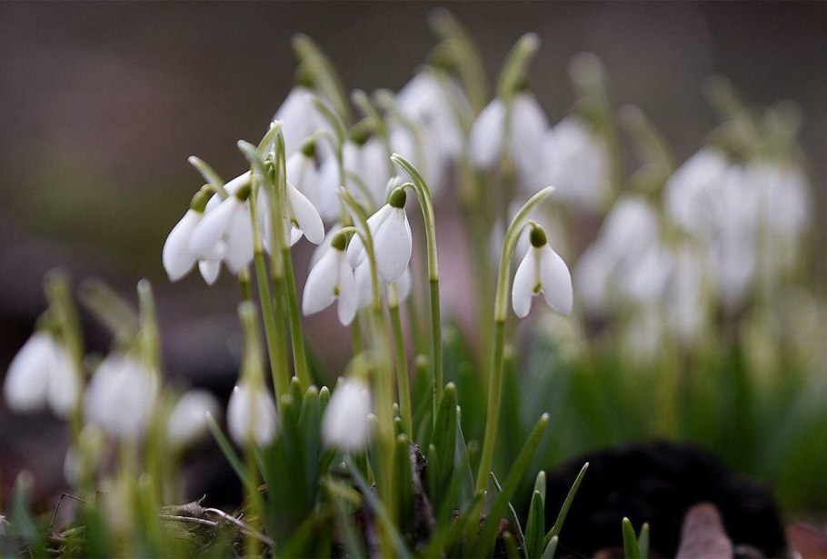 Поздней осенью цветут цветы похожие на подснежники